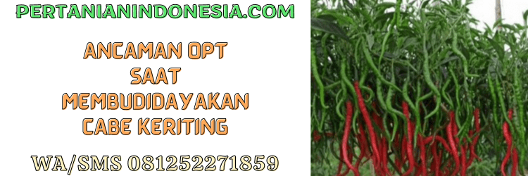 ancaman,opt,cap panah merah,cabe merah keriting,hibrida,pertanian indonesia